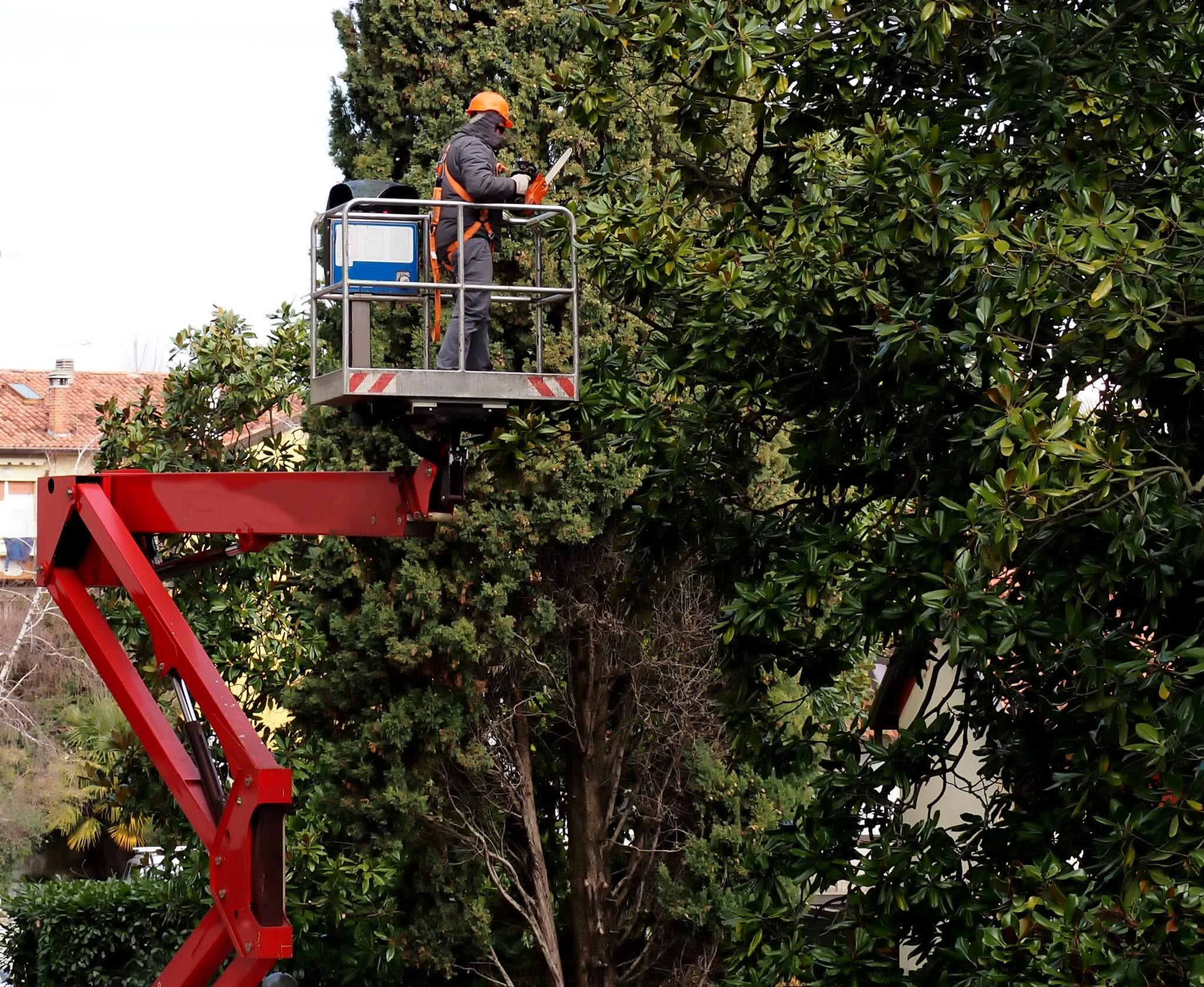 A worker with a chainsaw performs tree pruning services