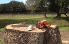 Chain Saw On Tree Stump